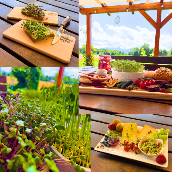 🌿 Alpeens® Designer-Anzuchtset für Microgreens "Gletscher-Optik" – Bild 8